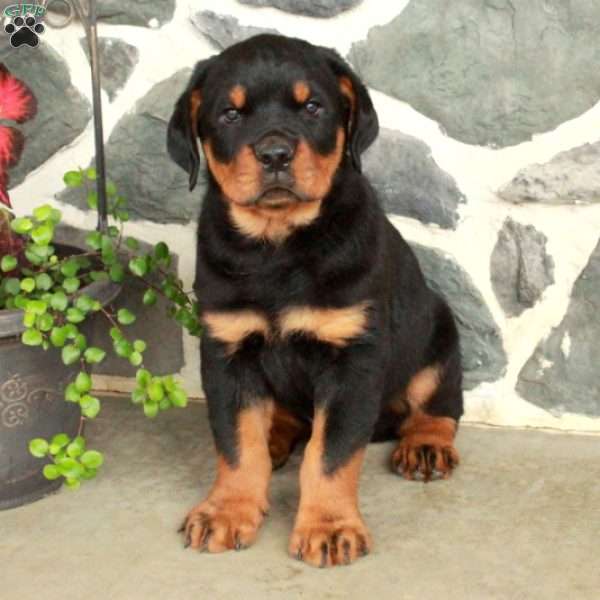 Dill, Rottweiler Puppy
