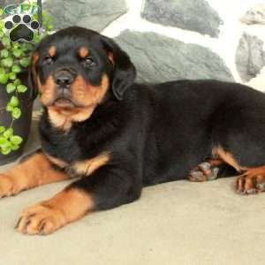 Dill, Rottweiler Puppy