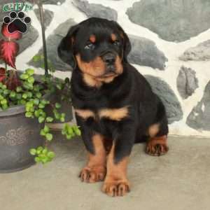 Dill, Rottweiler Puppy
