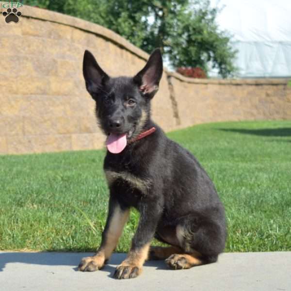 Diva, German Shepherd Puppy