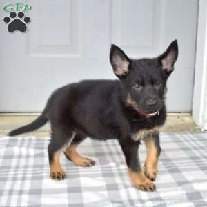 Diva, German Shepherd Puppy