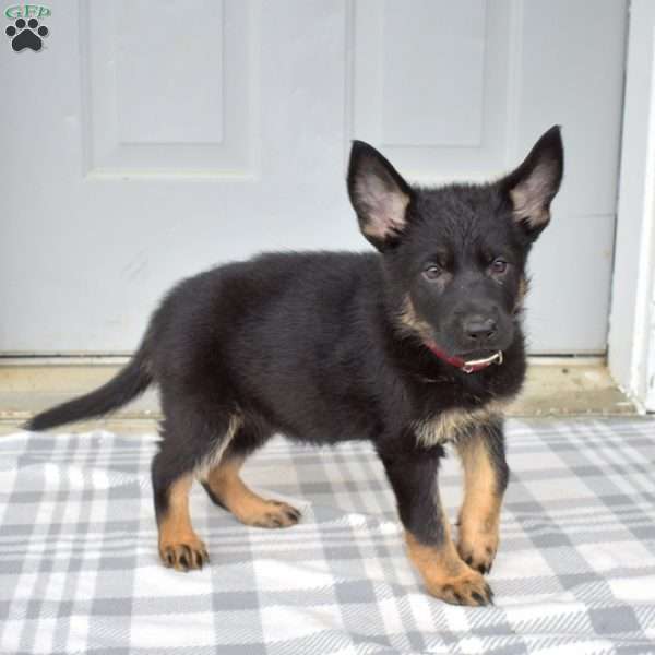 Diva, German Shepherd Puppy