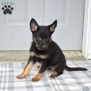 Diva, German Shepherd Puppy