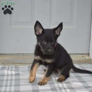 Diva, German Shepherd Puppy