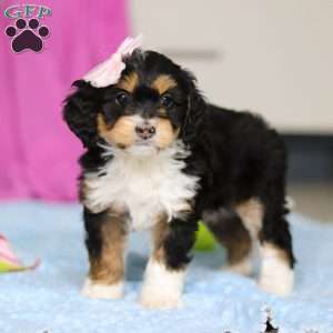 Dixie, Mini Bernedoodle Puppy
