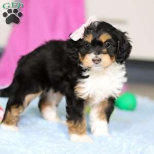Dixie, Mini Bernedoodle Puppy