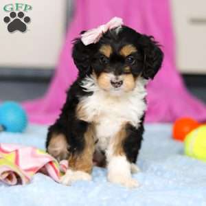 Dixie, Mini Bernedoodle Puppy