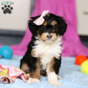 Dixie, Mini Bernedoodle Puppy