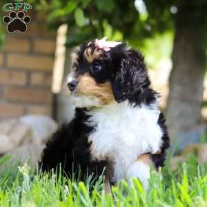 Dixie, Mini Bernedoodle Puppy
