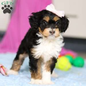 Dixie, Mini Bernedoodle Puppy