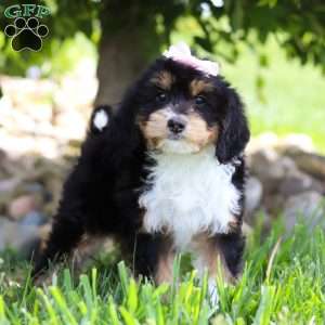 Dixie, Mini Bernedoodle Puppy