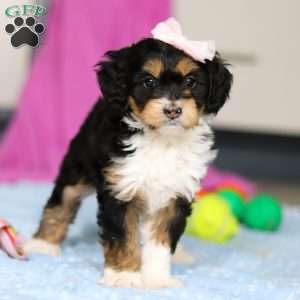 Dixie, Mini Bernedoodle Puppy