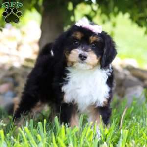 Dixie, Mini Bernedoodle Puppy
