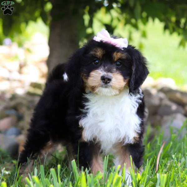 Dixie, Mini Bernedoodle Puppy