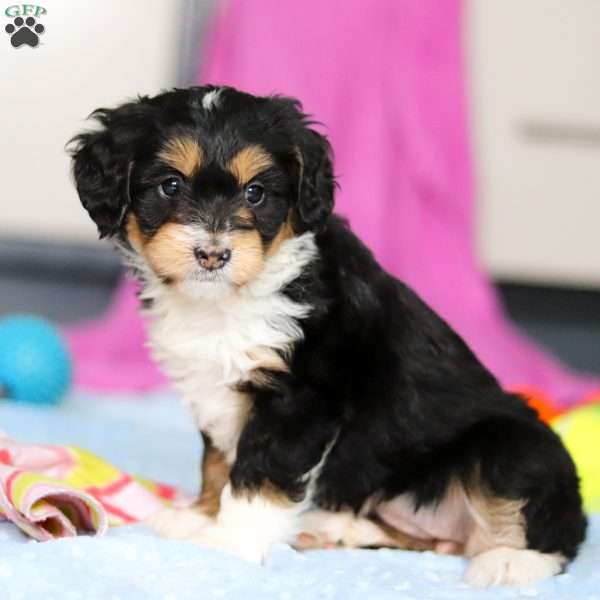 Dixie, Mini Bernedoodle Puppy