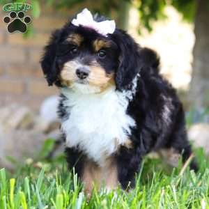 Dixie, Mini Bernedoodle Puppy
