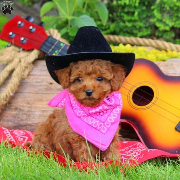 Dixie, Mini Goldendoodle Puppy