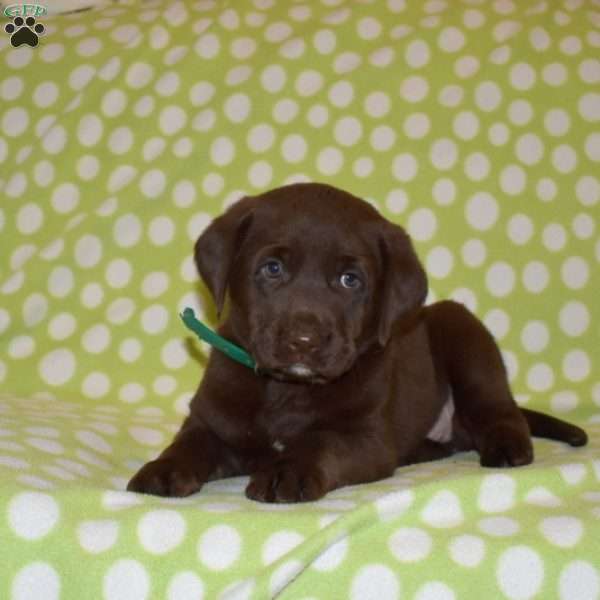 Dixie, Labradoodle Puppy