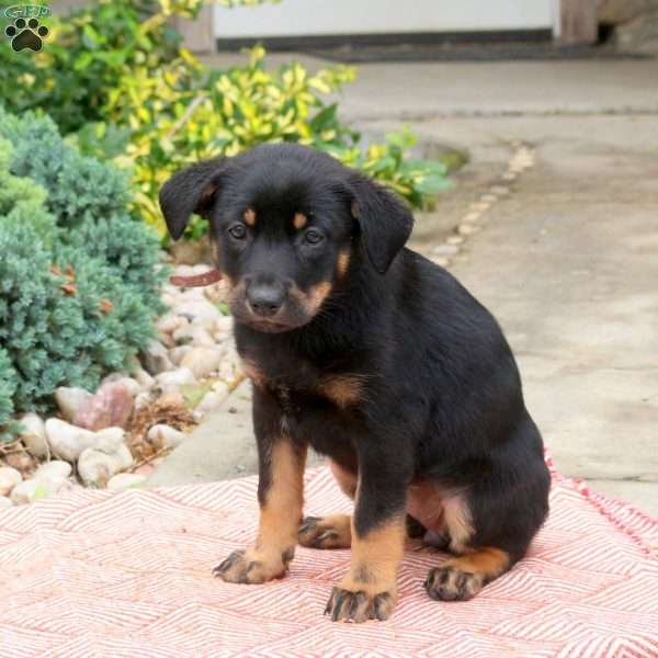 Dixie, English Shepherd Mix Puppy