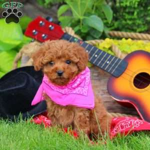 Dixie, Mini Goldendoodle Puppy