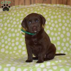 Dixie, Labradoodle Puppy