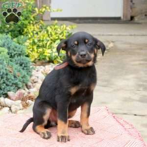 Dixie, English Shepherd Mix Puppy