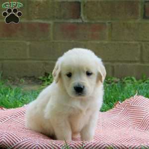 Dixie, Golden Retriever Puppy