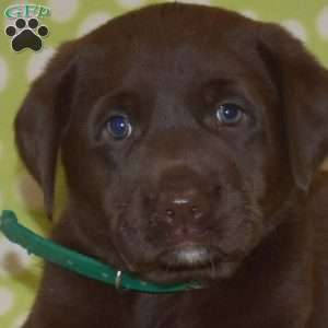 Dixie, Labradoodle Puppy