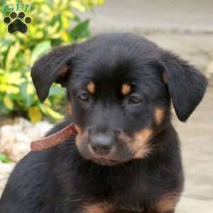 Dixie, English Shepherd Mix Puppy