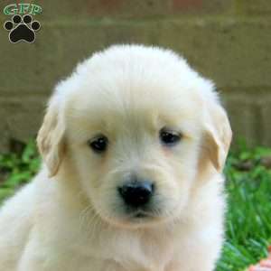 Dixie, Golden Retriever Puppy