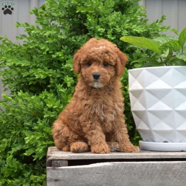 Dodger, Miniature Poodle Puppy