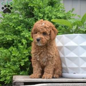 Dodger, Miniature Poodle Puppy