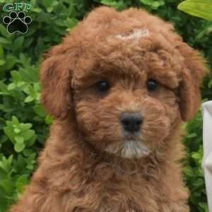 Dodger, Miniature Poodle Puppy
