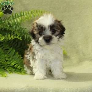 Dolly, Havanese Puppy