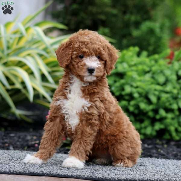 Dolly, Miniature Poodle Puppy