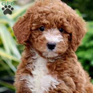 Dolly, Miniature Poodle Puppy