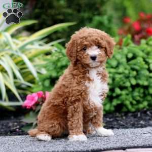 Dolly, Miniature Poodle Puppy