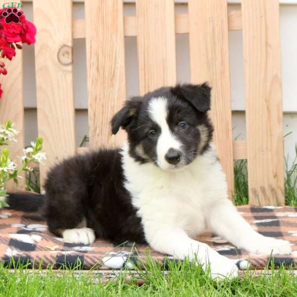 Donald, Border Collie Puppy