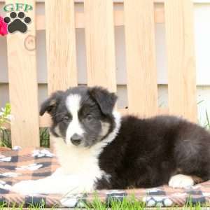 Donald, Border Collie Puppy