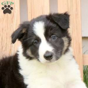 Donald, Border Collie Puppy