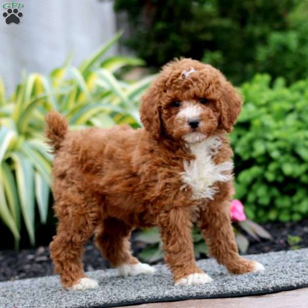 Donna, Miniature Poodle Puppy