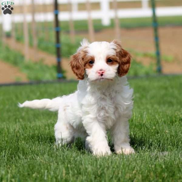 Donna, Cavapoo Puppy