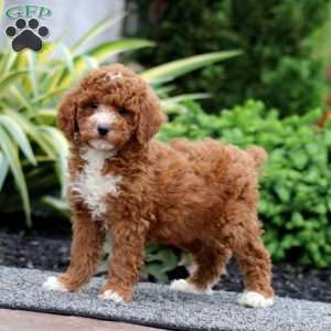 Donna, Miniature Poodle Puppy
