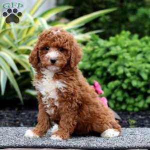 Donna, Miniature Poodle Puppy