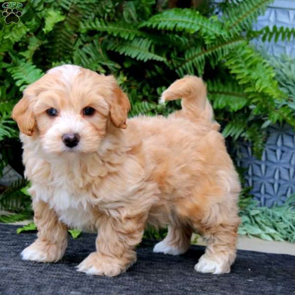 Donnie, Maltipoo Puppy