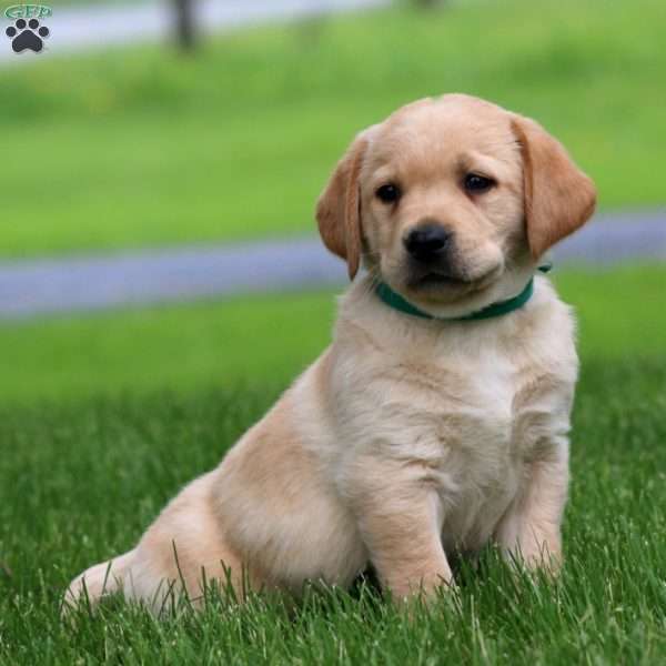 Donnie, Fox Red Labrador Retriever Puppy