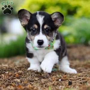 Donny, Pembroke Welsh Corgi Puppy