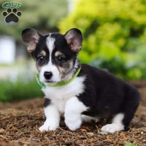 Donny, Pembroke Welsh Corgi Puppy