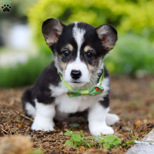 Donny, Pembroke Welsh Corgi Puppy
