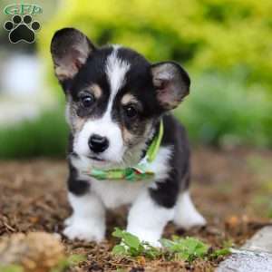 Donny, Pembroke Welsh Corgi Puppy